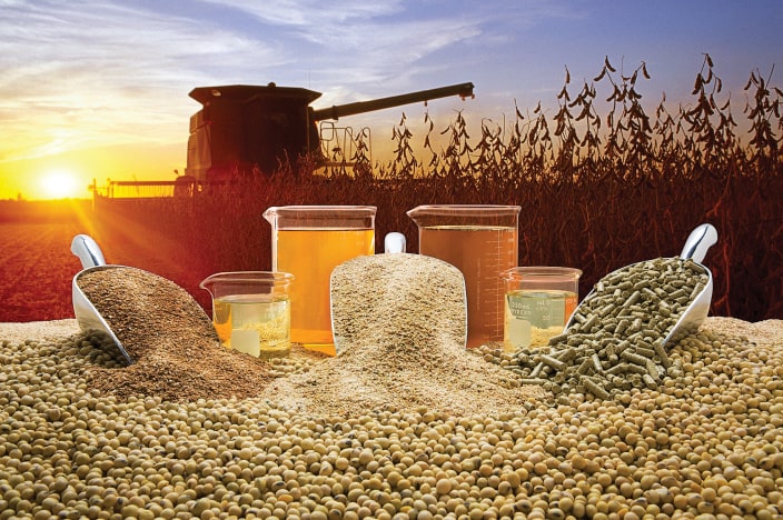 Close-up of freshly harvested soybeans 