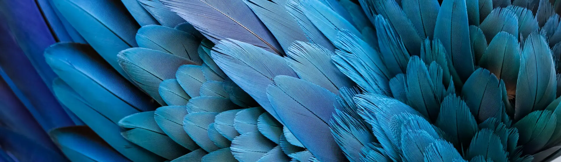 Abstract photo feathers