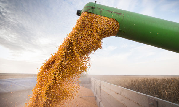 Grain production